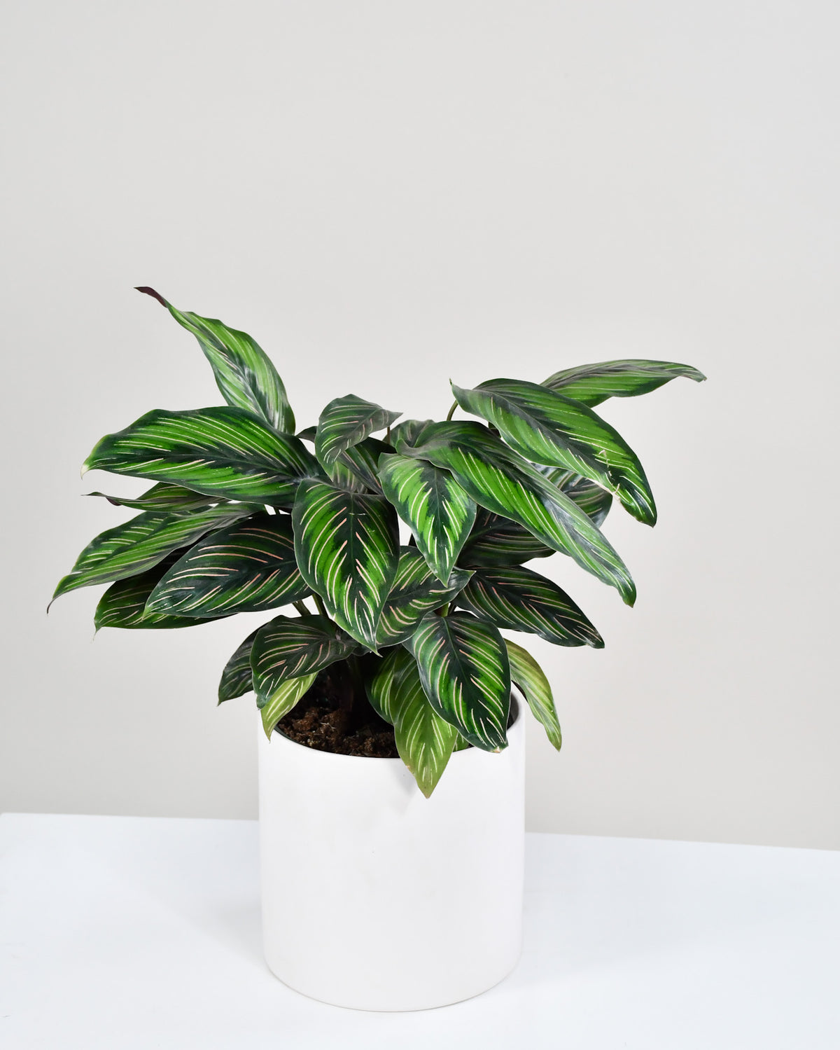 Calathea « Beauty Star »