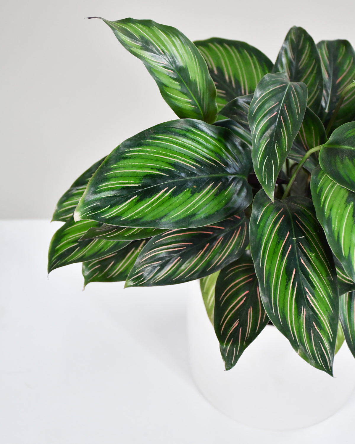Calathea « Beauty Star »