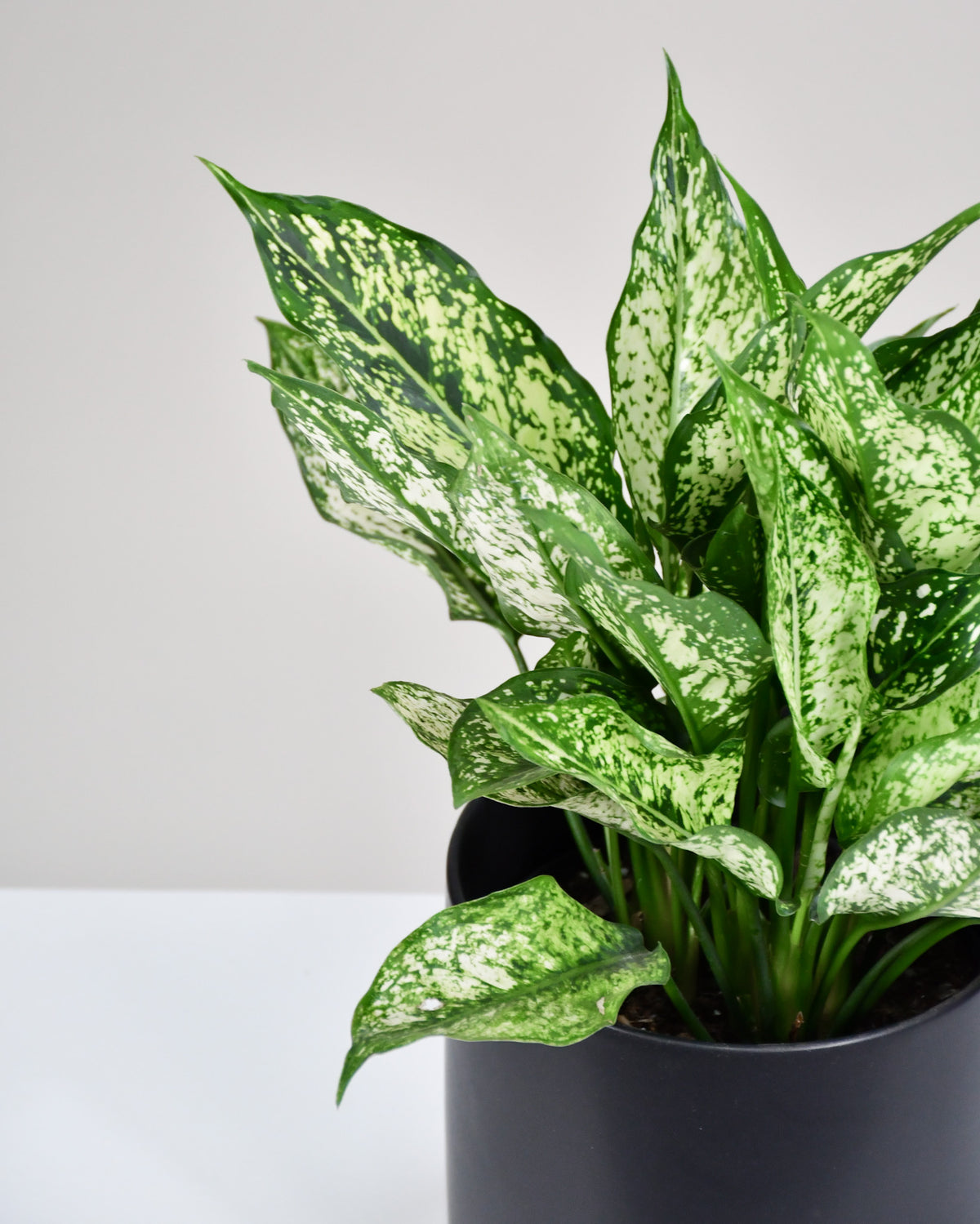 Aglaonema « Spring Snow »