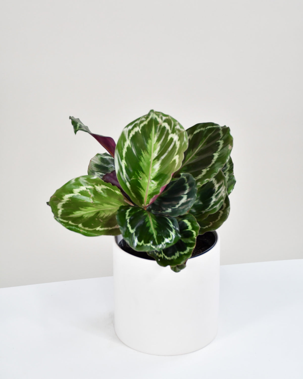 Calathea « Medaillon » 