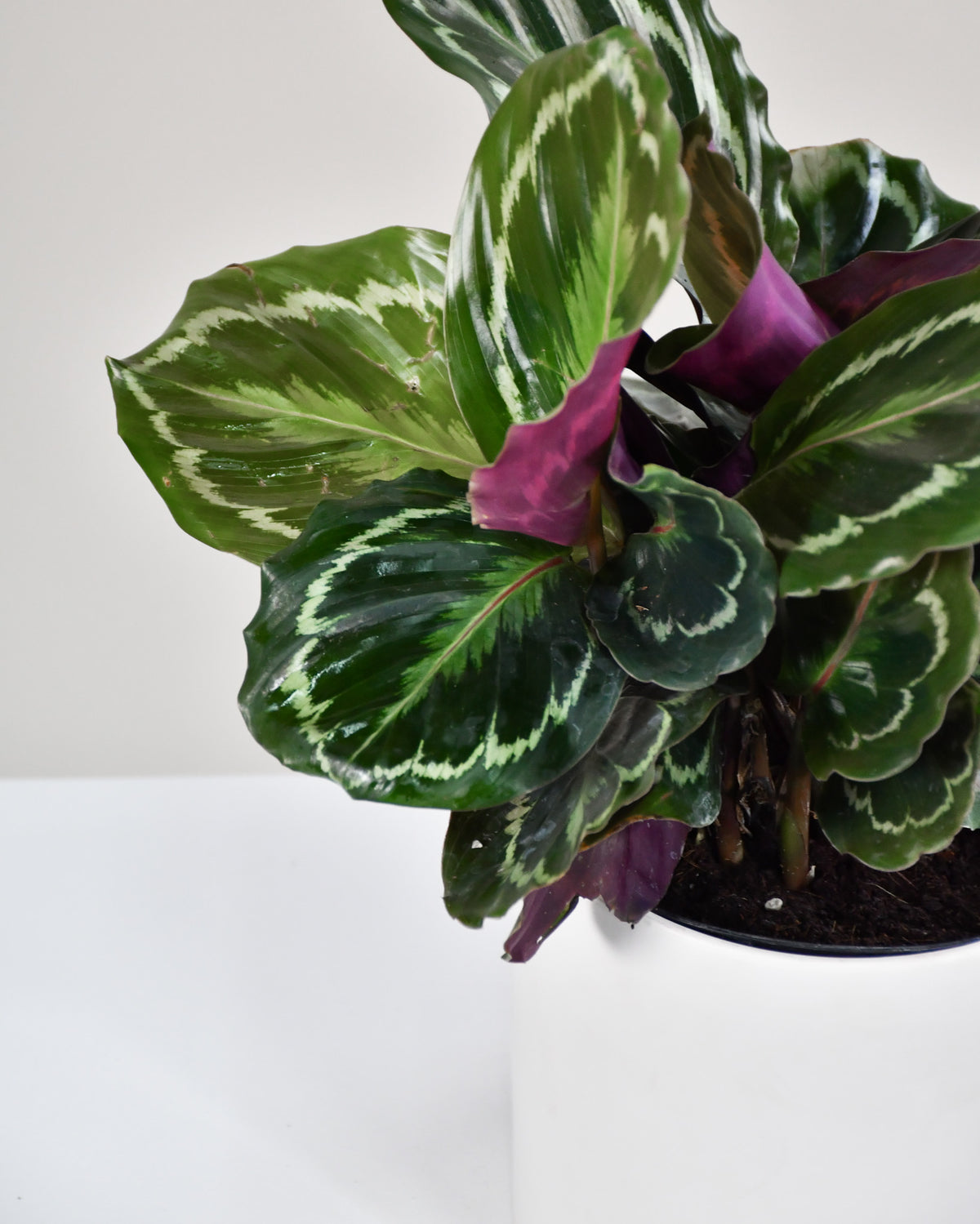 Calathea « Medaillon » 