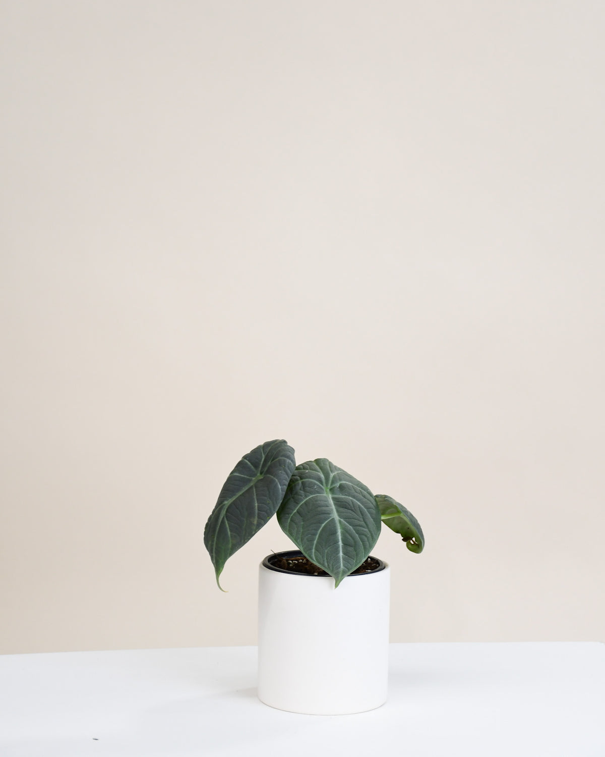 Alocasia maharani