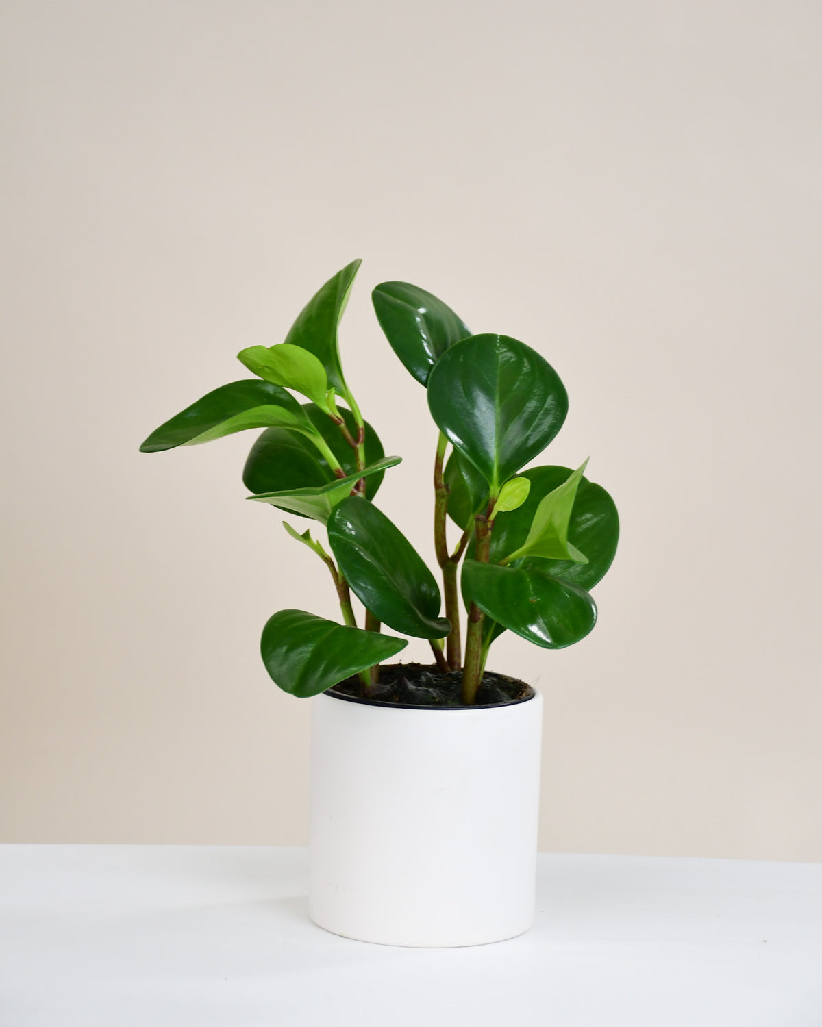 Peperomia obtusifolia