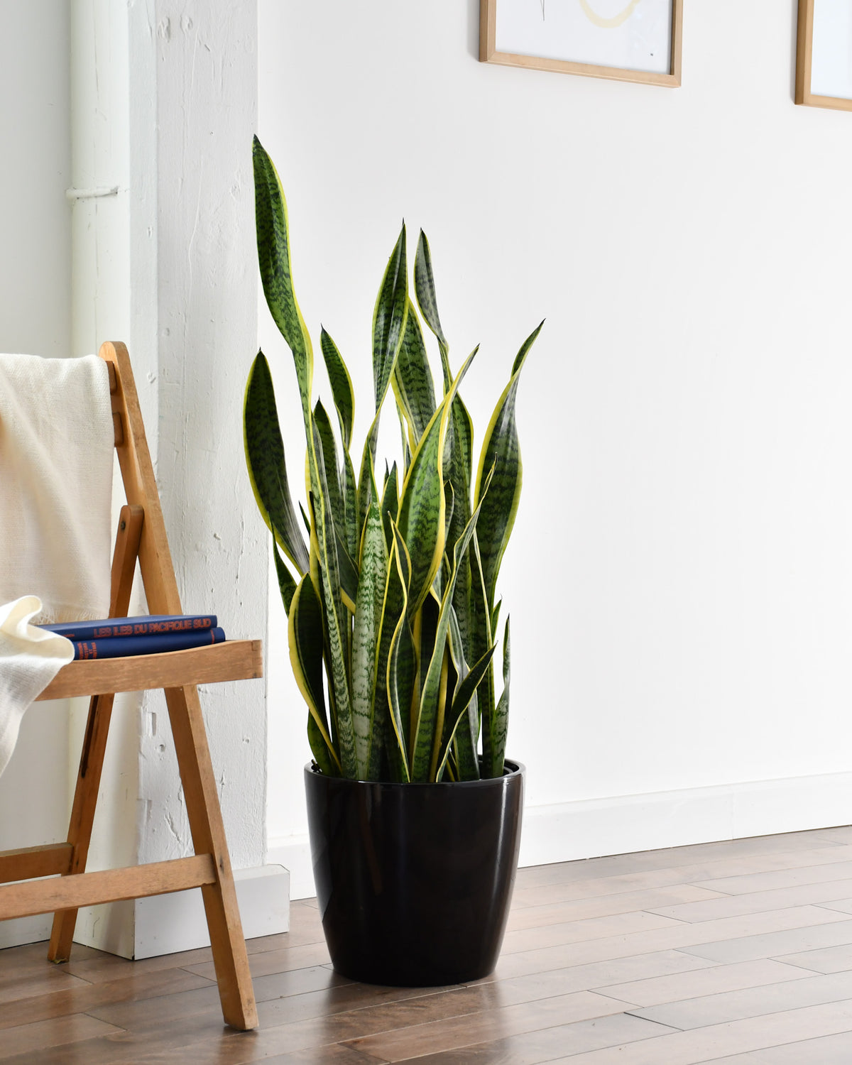 Sansevière trifasciata « Laurentii » 