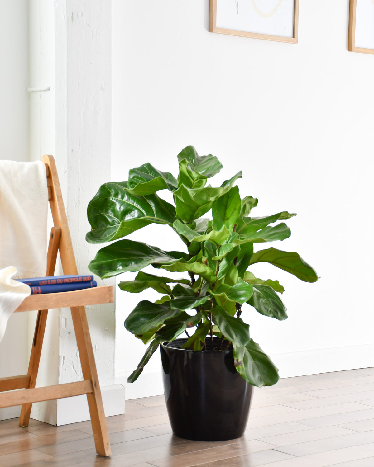 Ficus lyrata « Buisson »