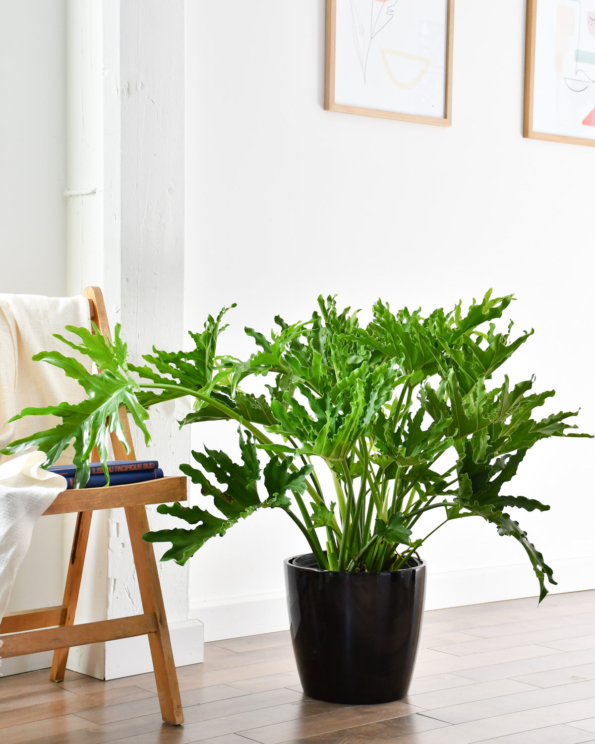 Philodendron selloum