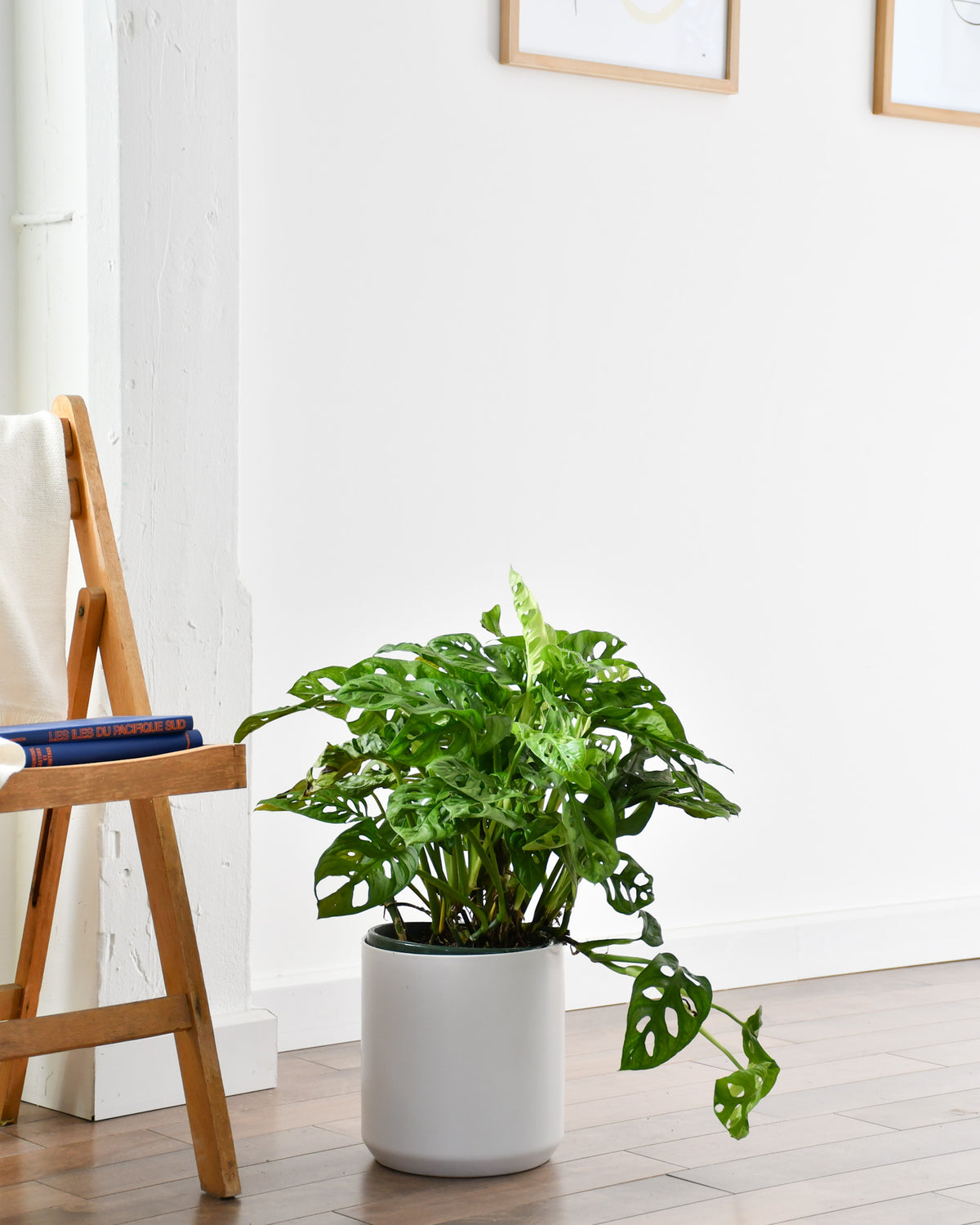 Monstera « Adansonii »