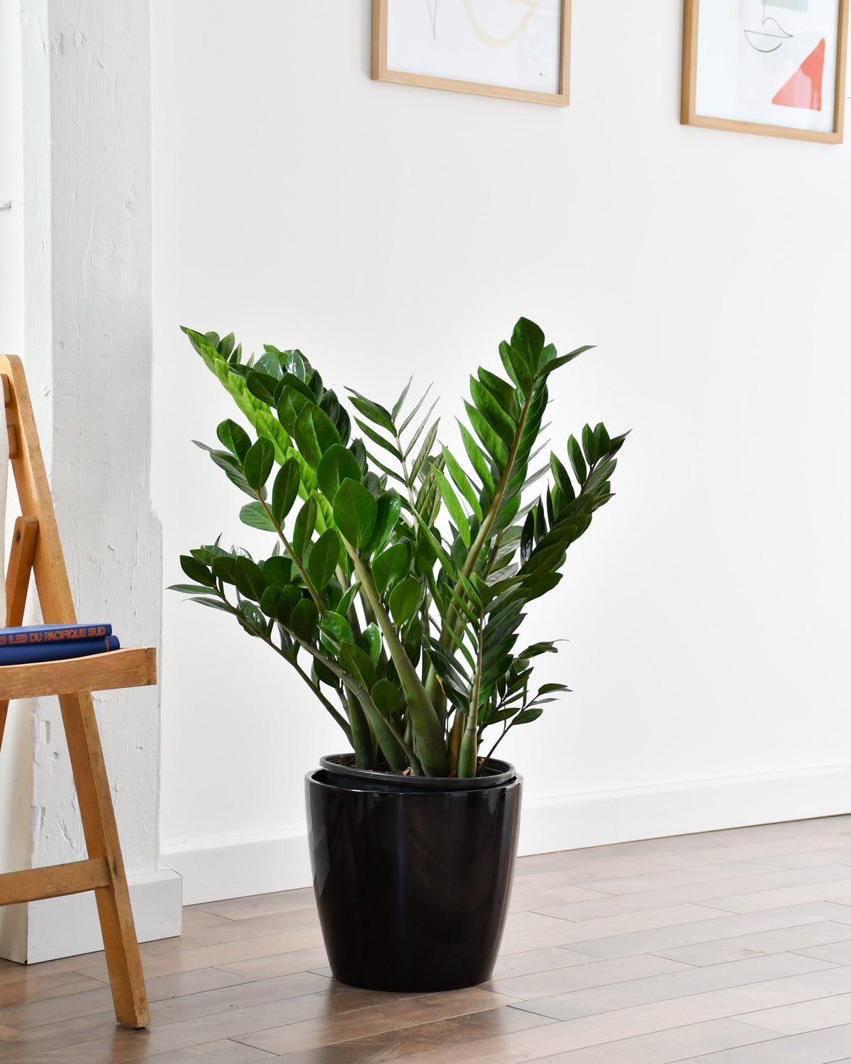 Zamioculcas zamiifolia