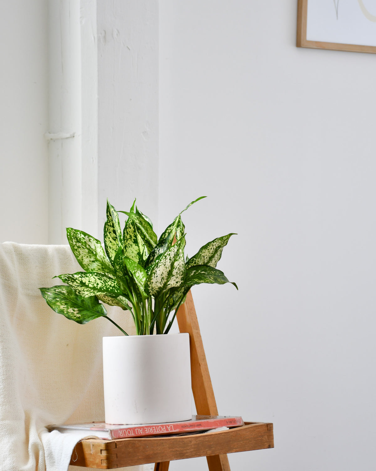 Aglaonema « Spring Snow »