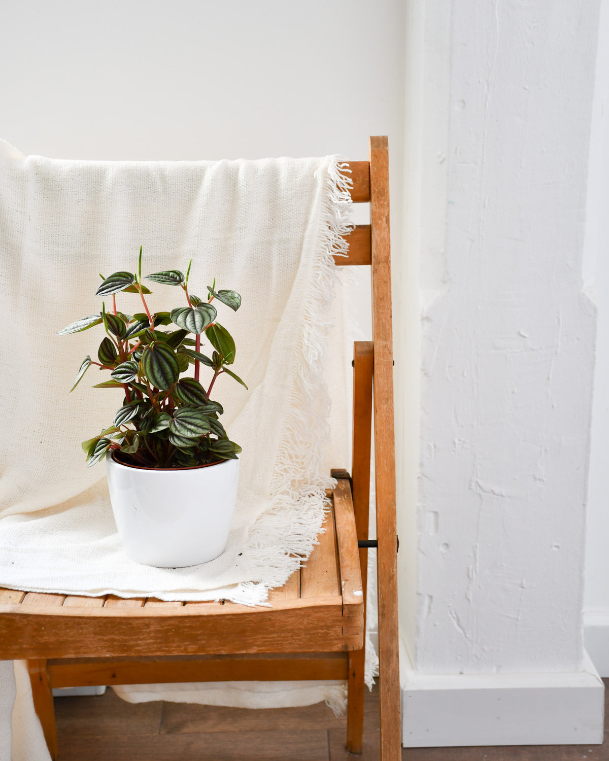 Peperomia « Piccolo Banda »