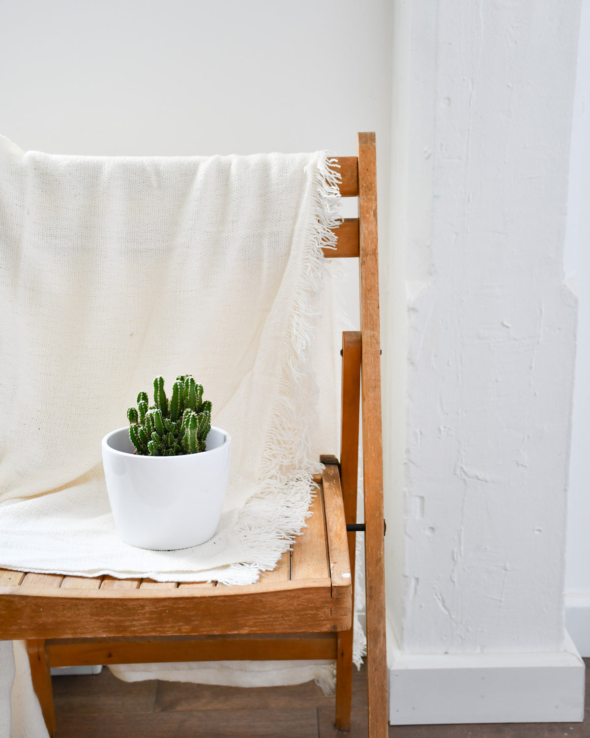 Cereus peruvianus « Paolina » / Cactus « Fairy Castle »