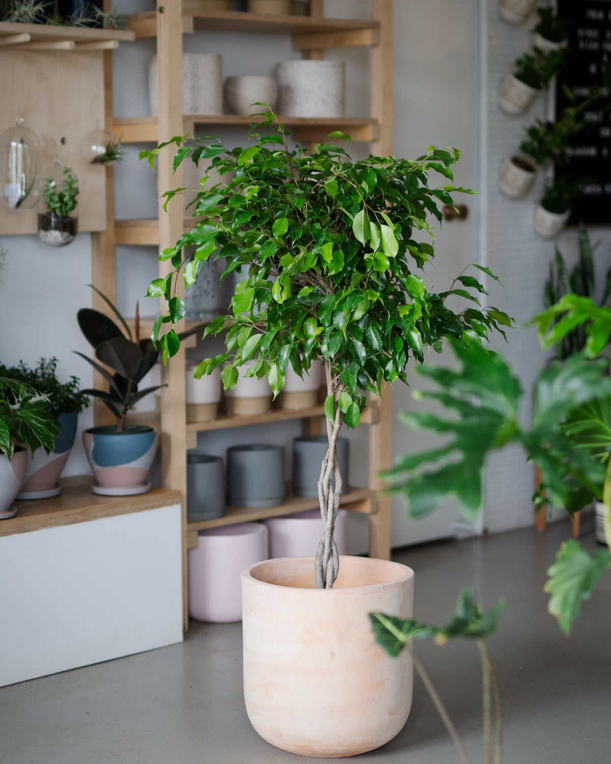 Ficus benjamina