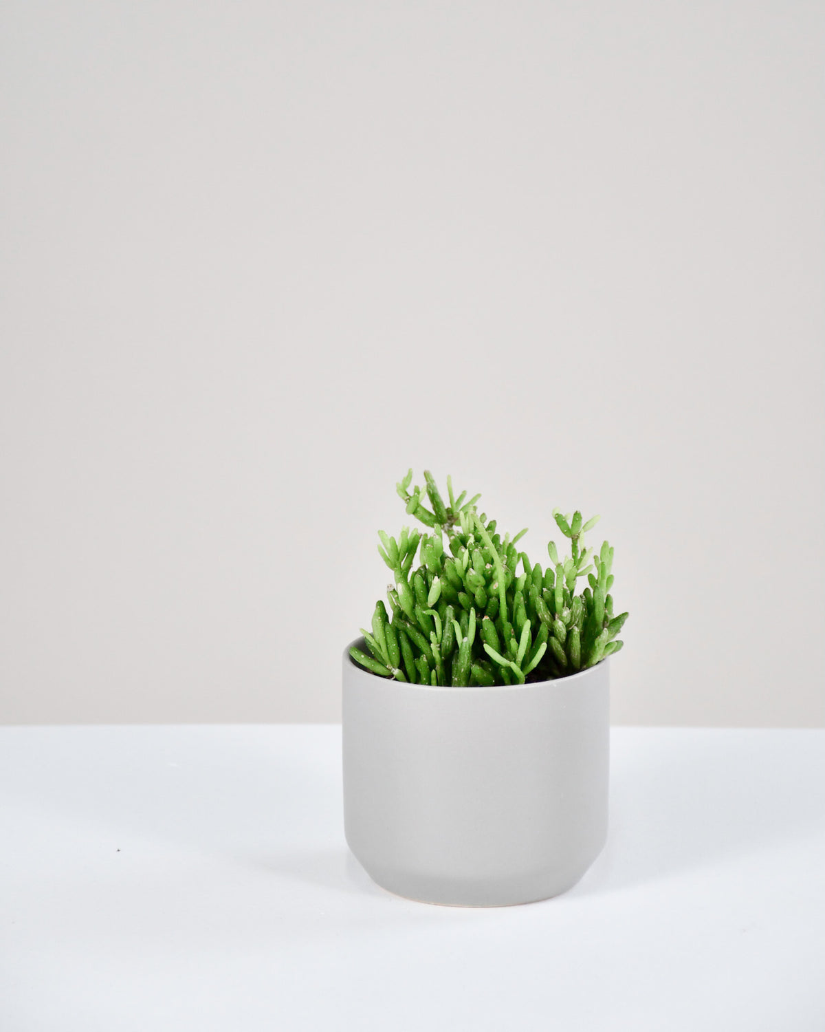 Hatiora salicornioides