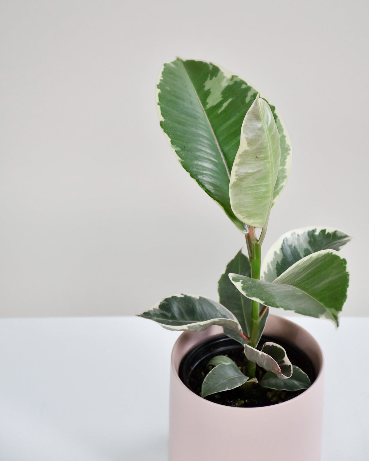 Ficus elastica « Tineke »