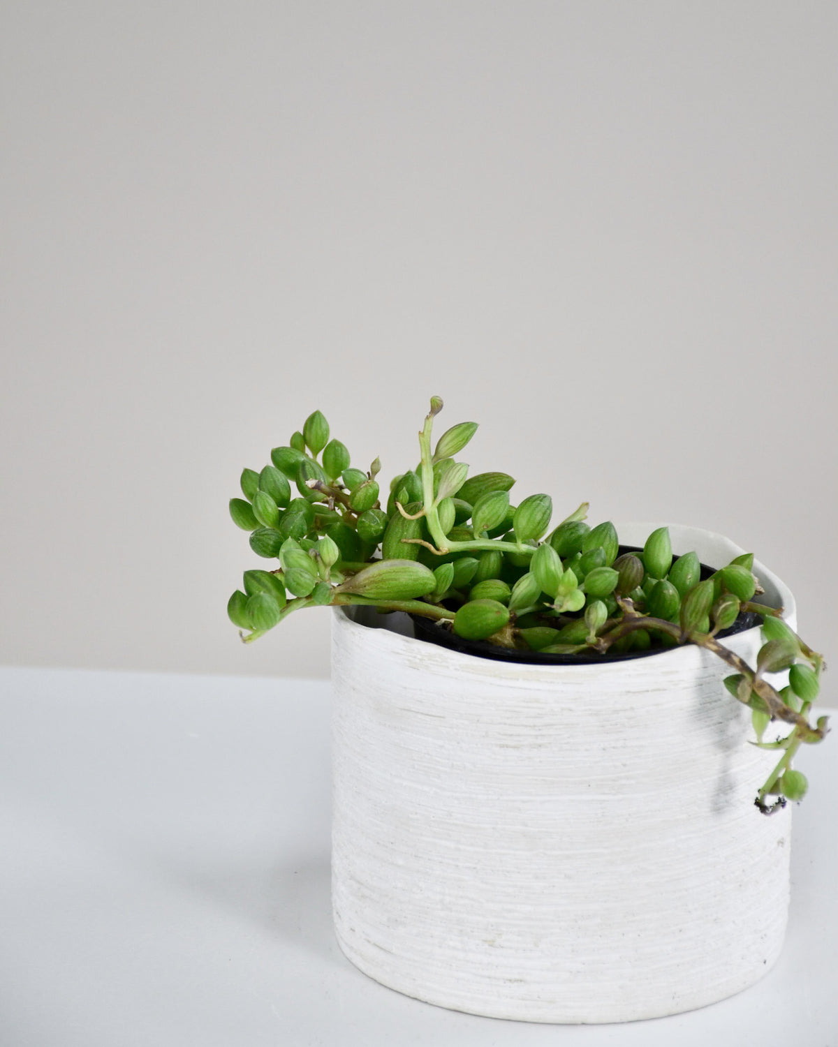 Senecio Herrieanus « melon d'eau »