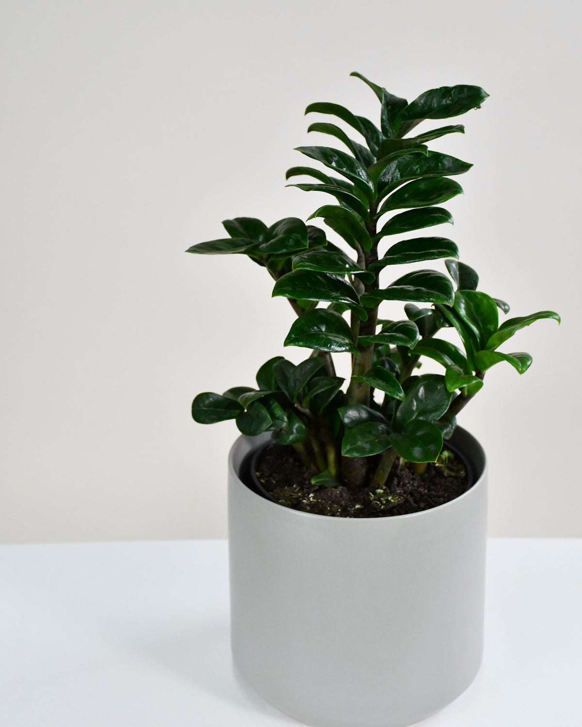 Zamioculcas zamiifolia « Zenzi »