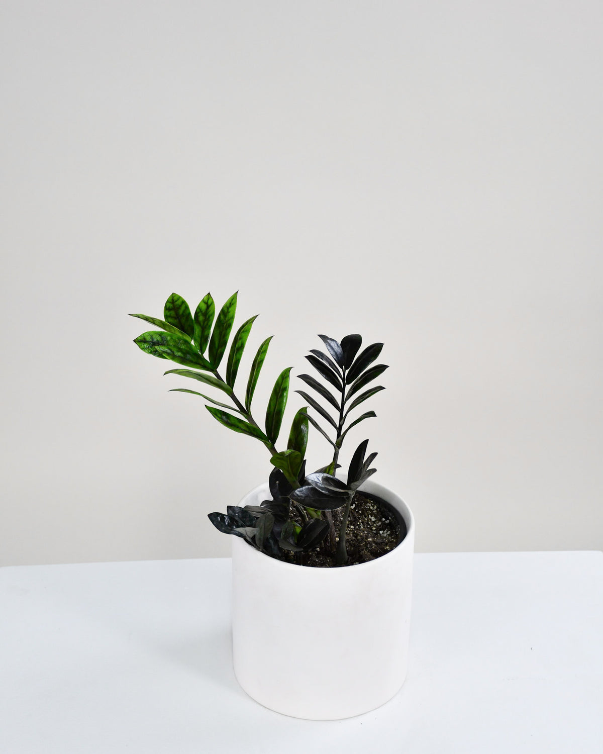 Zamioculcas zamiifolia « Raven »