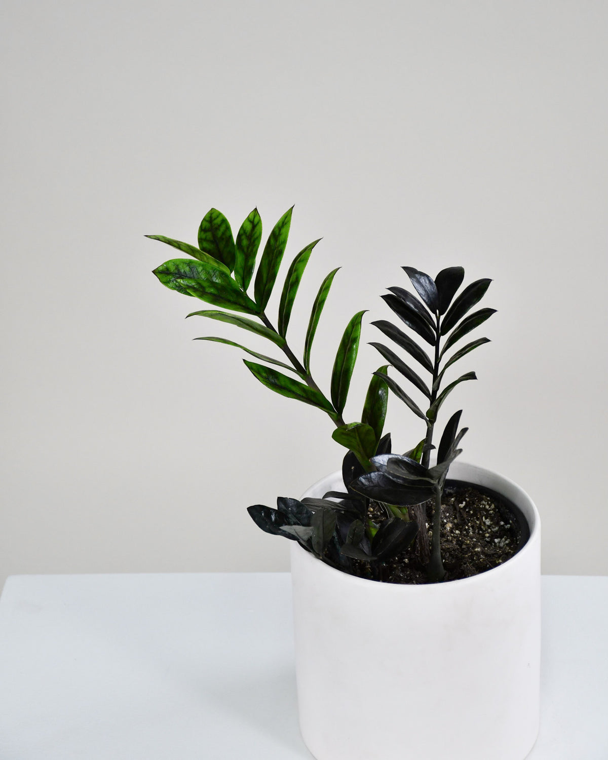 Zamioculcas zamiifolia « Raven »