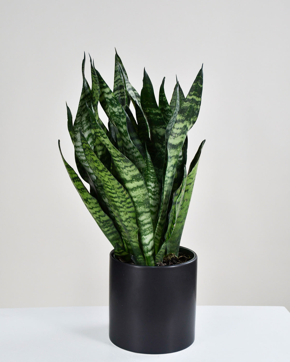 Sansevière trifasciata « Black Coral »