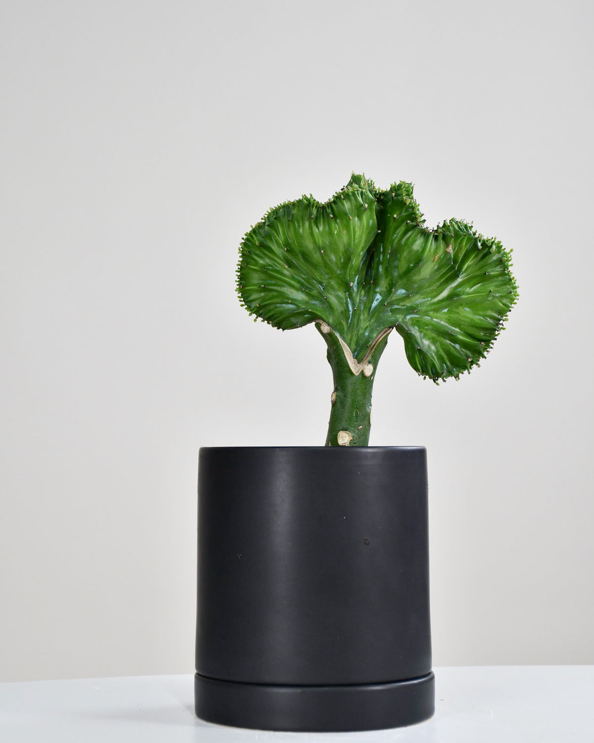 Euphorbia lactea « Cactus Corail » Greffé