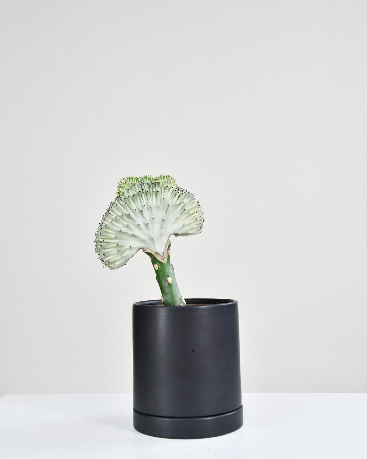 Euphorbia lactea « Cactus Corail » Greffé