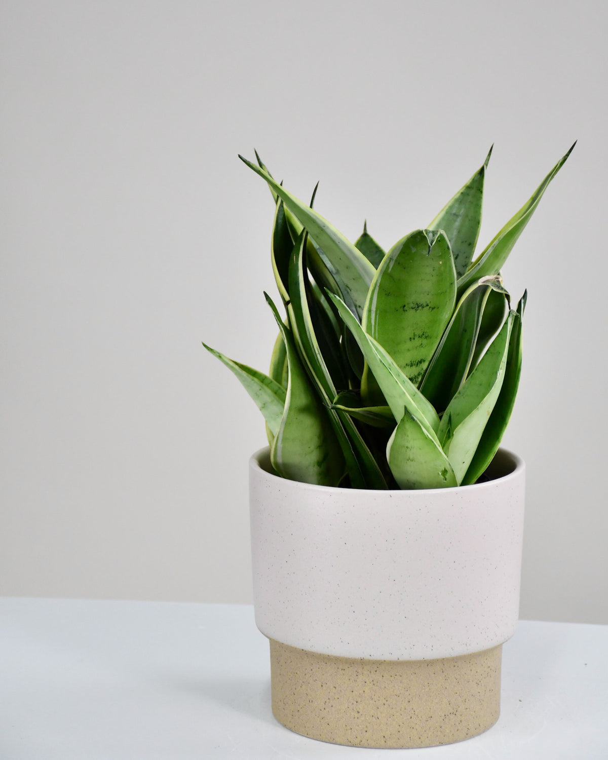 Sansevière « Night Owl » 