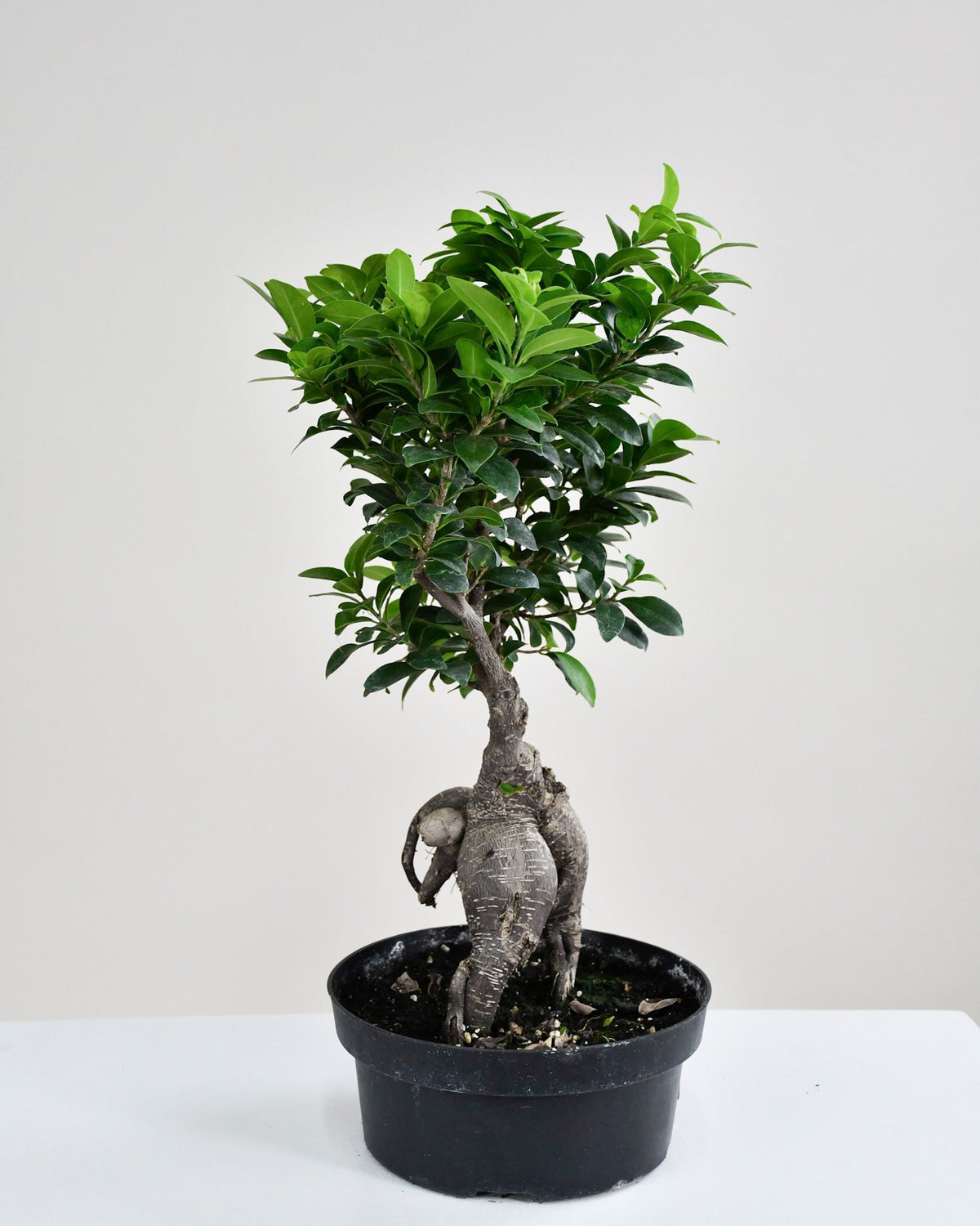 Ficus microcarpa « Ginseng »