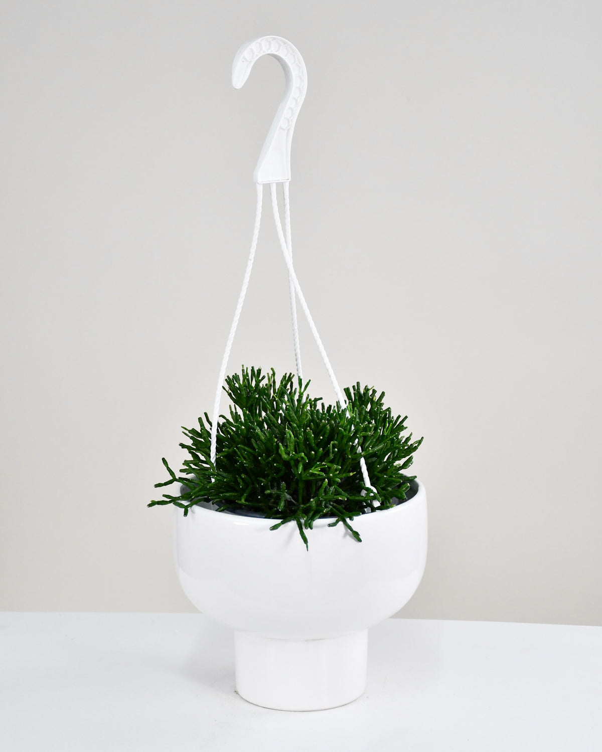 Hatiora salicornioides