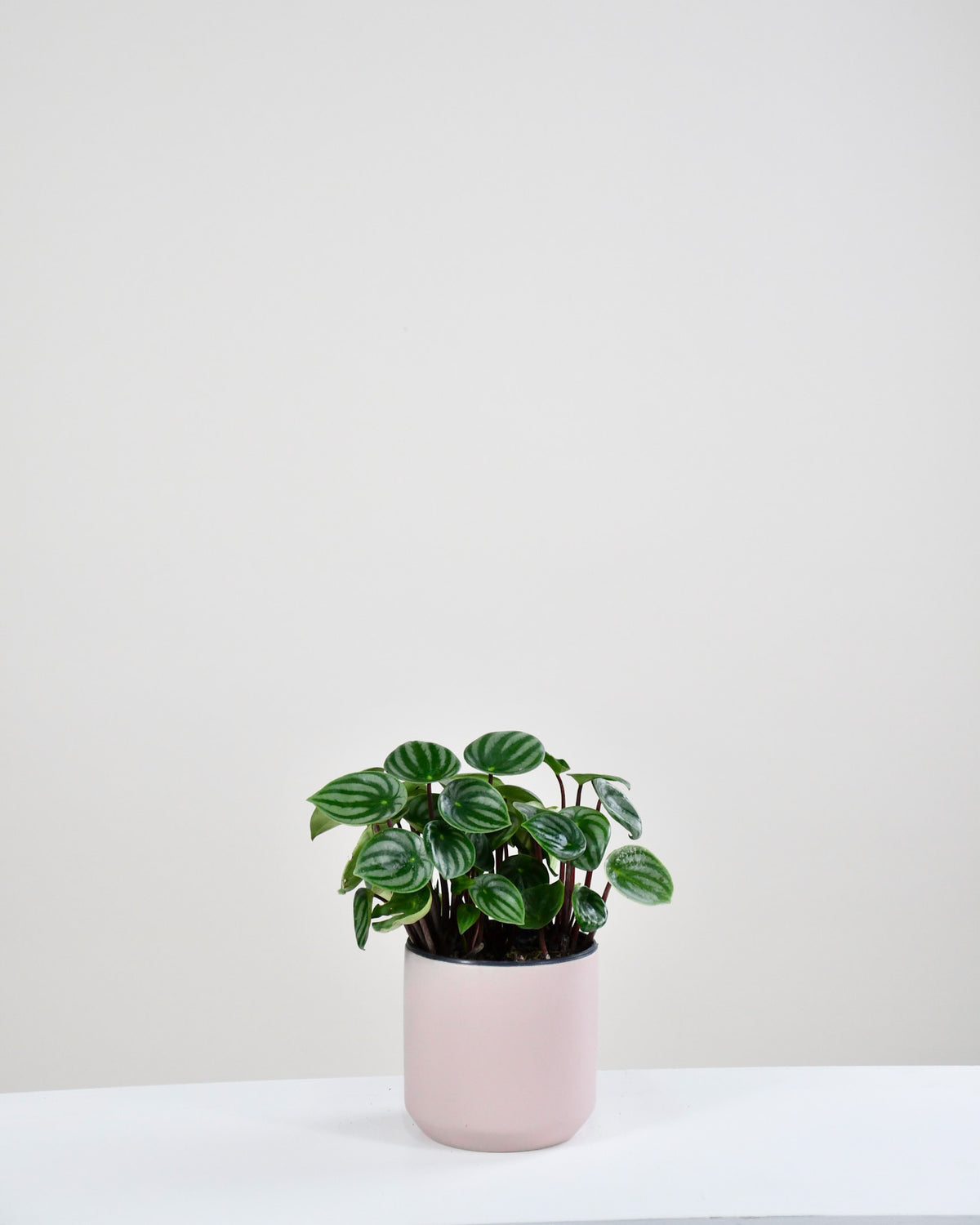 Peperomia argyreia « Melon d'eau » 