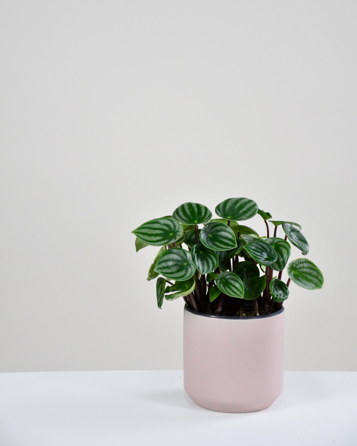 Peperomia argyreia « Melon d'eau » 
