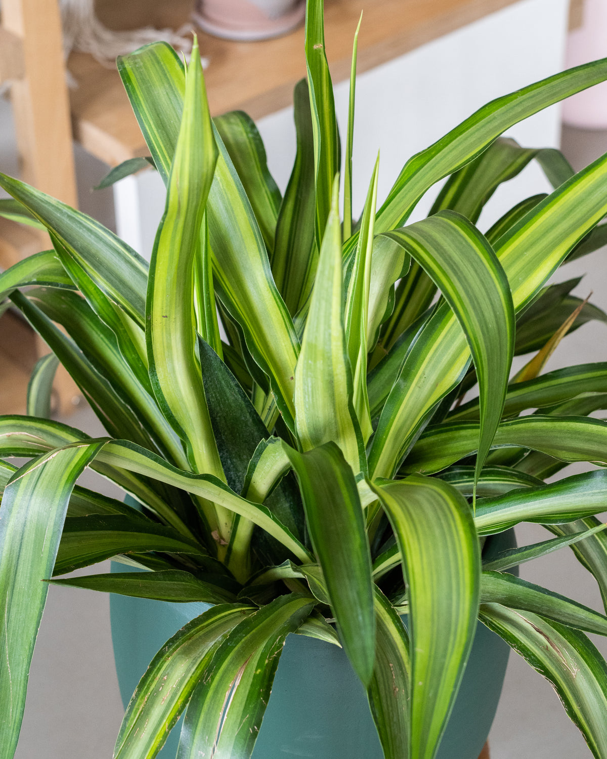 Yucca « Variegata »