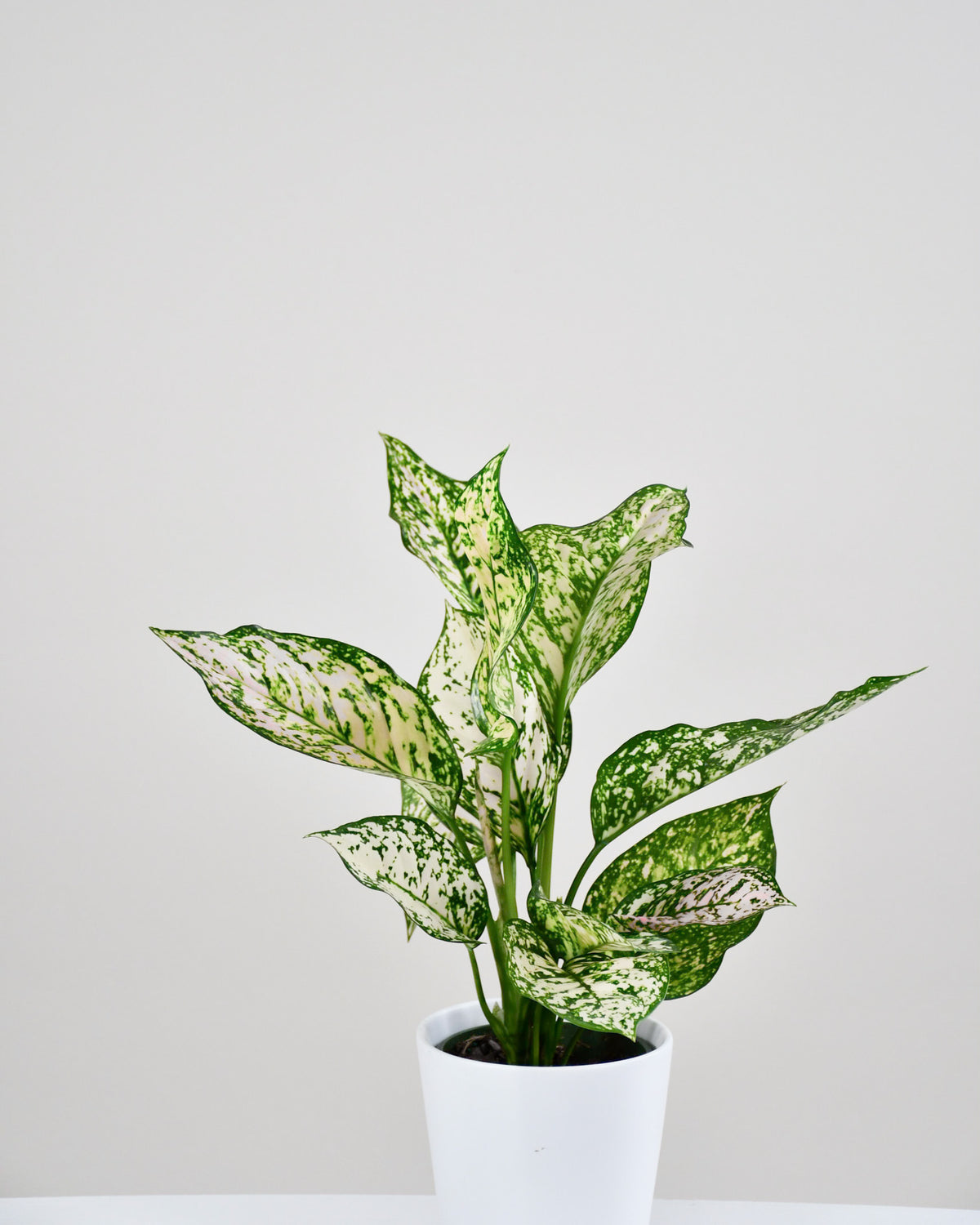 Aglaonema « Etta Rose»