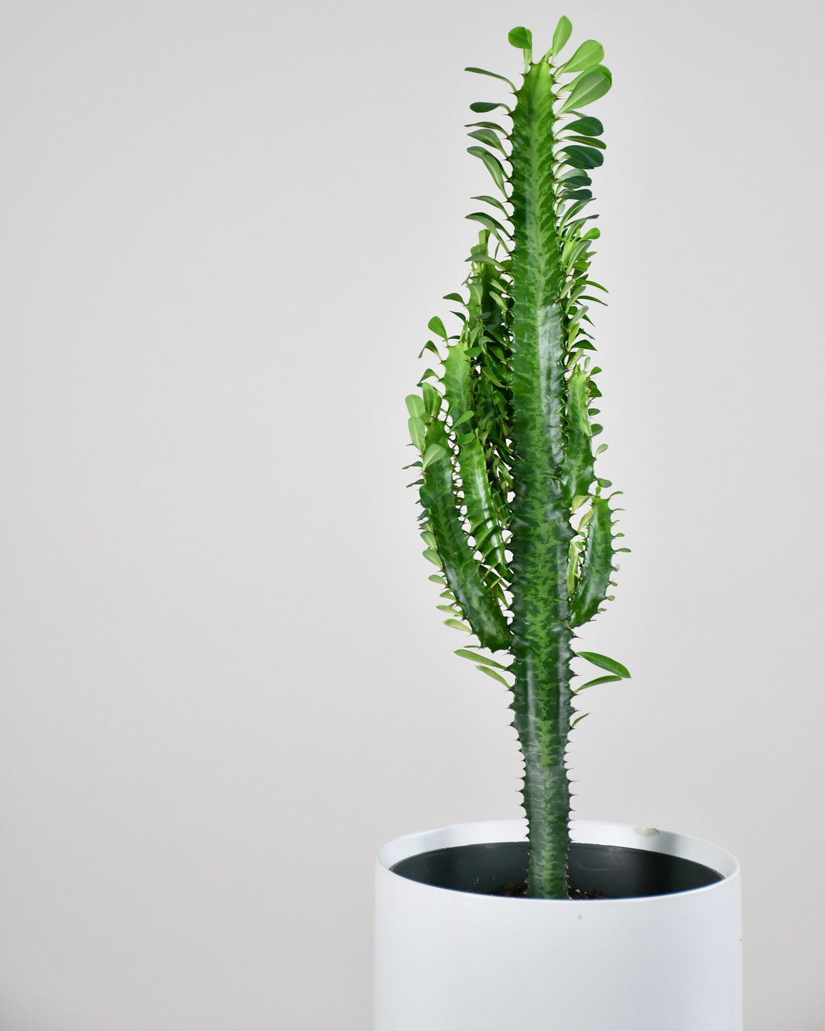 Euphorbia trigona