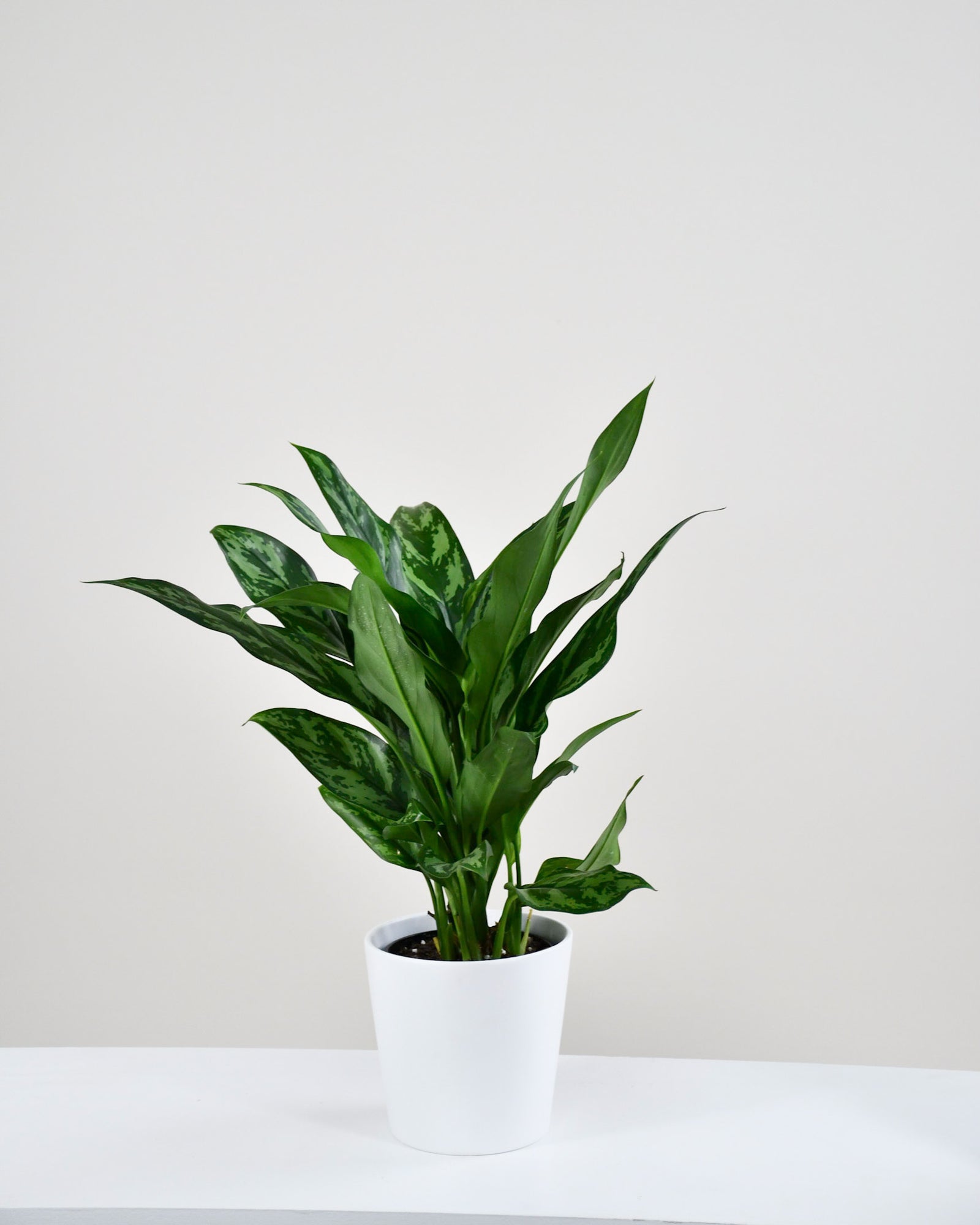 Aglaonema « Maria » 