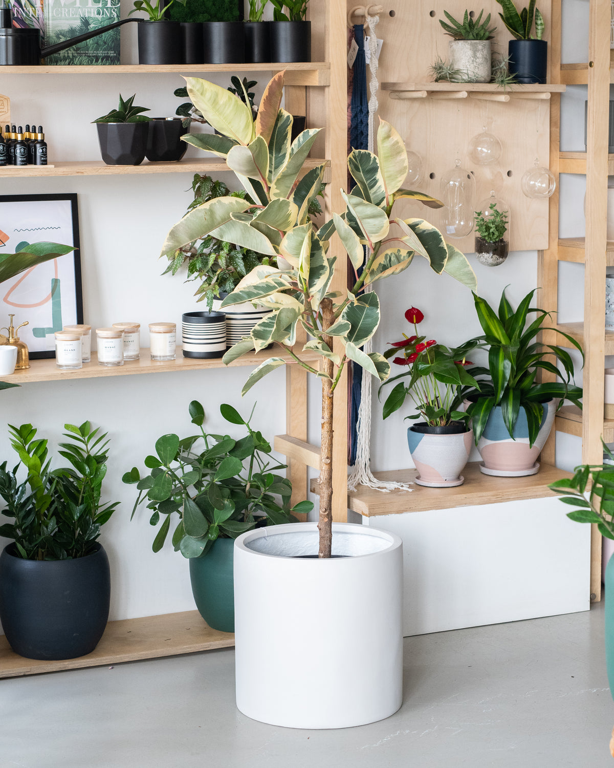 Ficus elastica « Tineke »