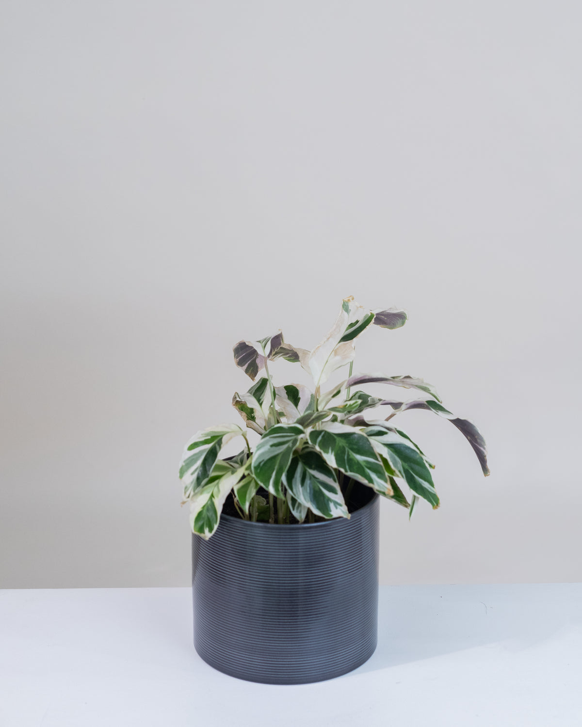 Calathea « White Fusion » 