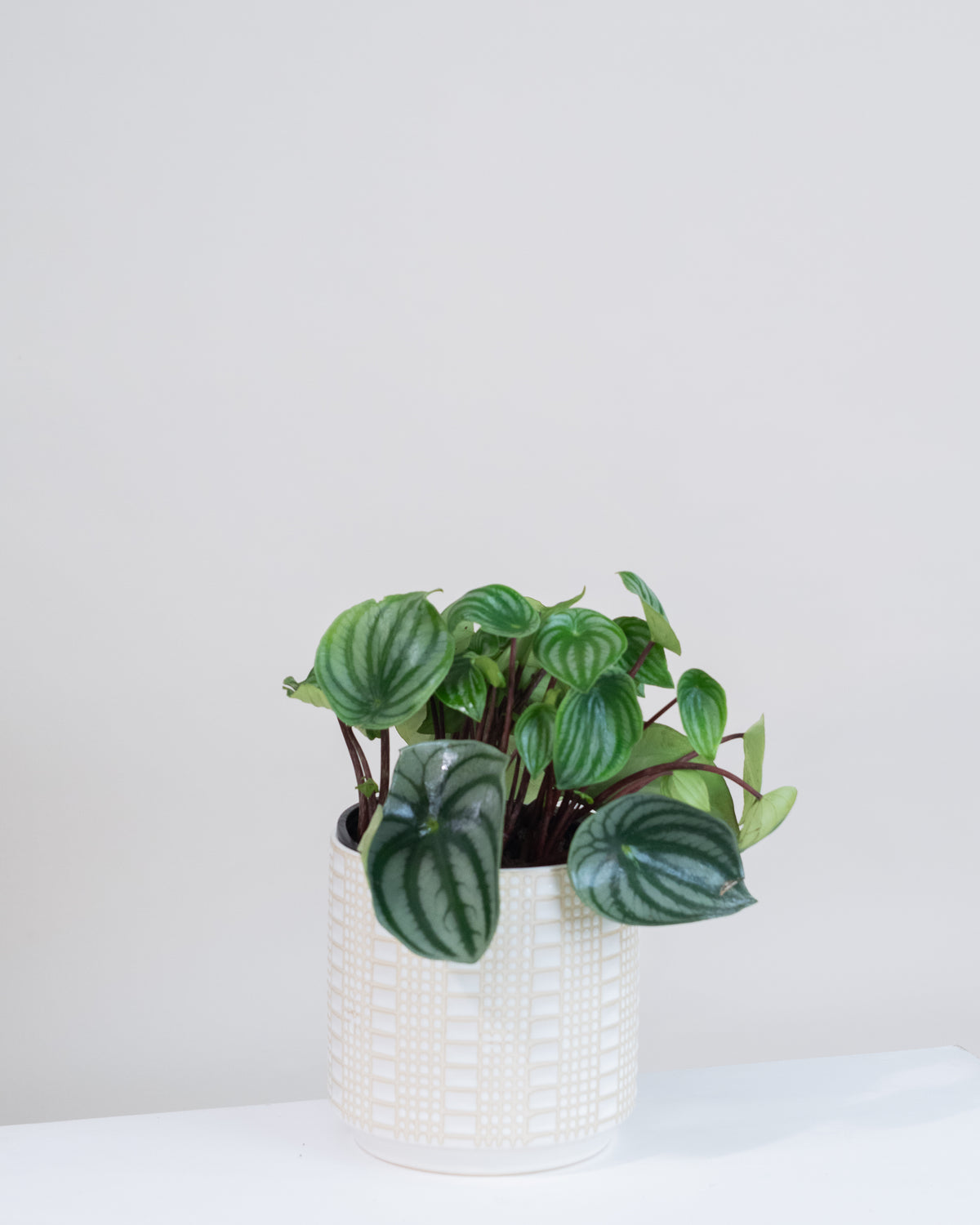 Peperomia argyreia « Melon d'eau » 