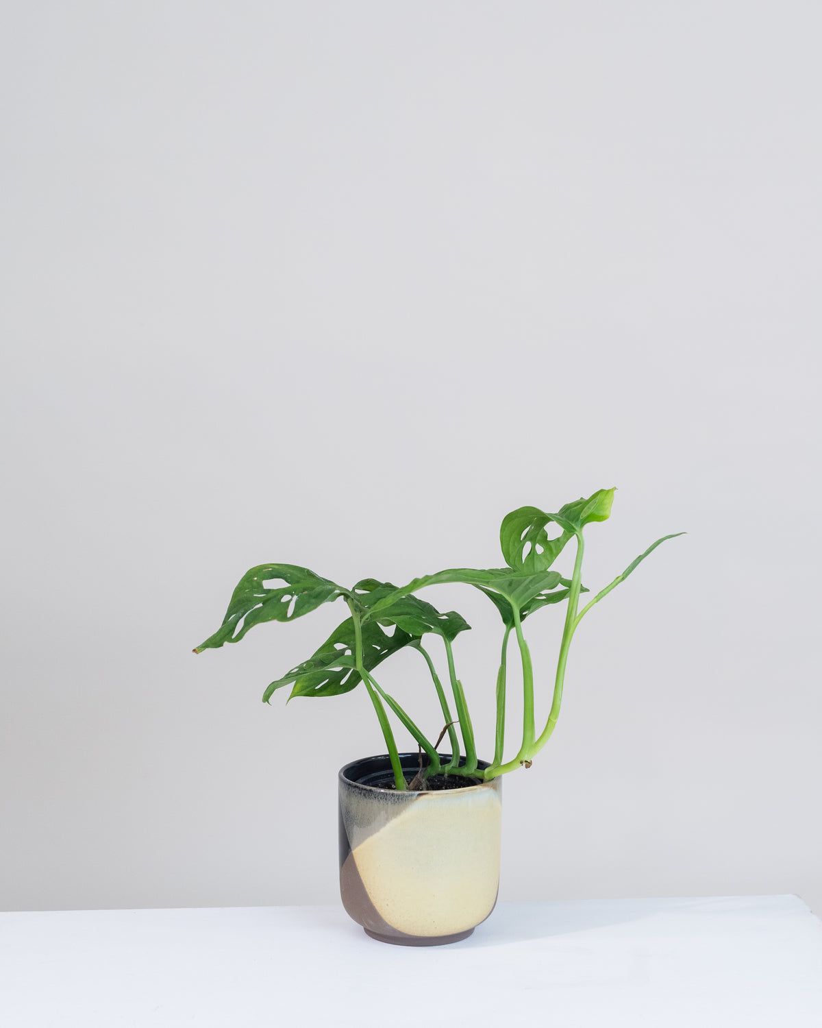 Monstera « Adansonii »