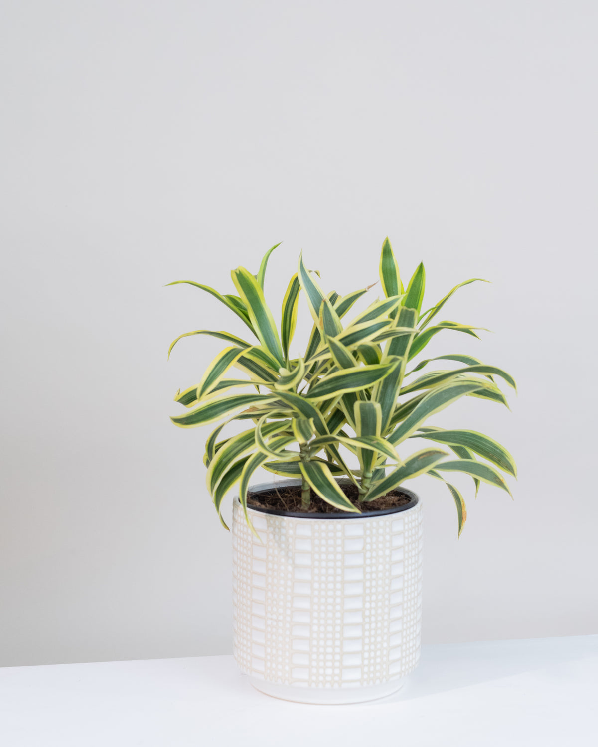 Dracaena reflexa « Song of India »