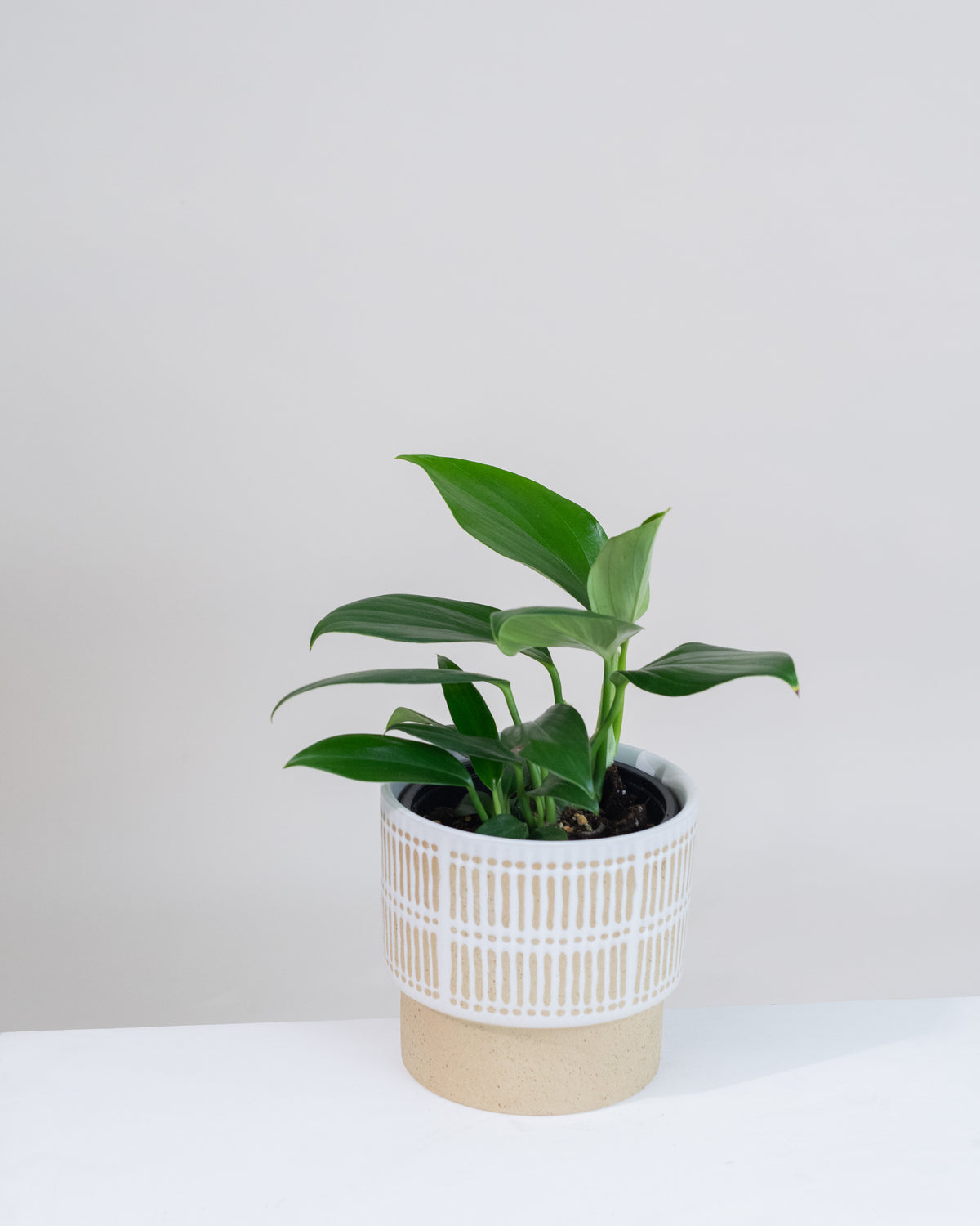 Rhaphidophora decursiva