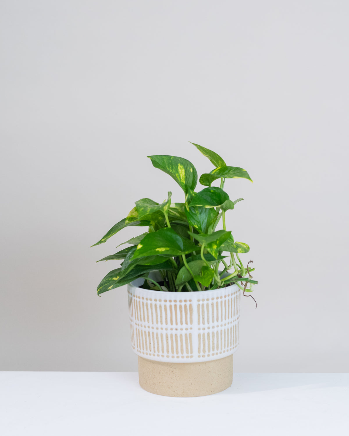 Pothos « Golden »