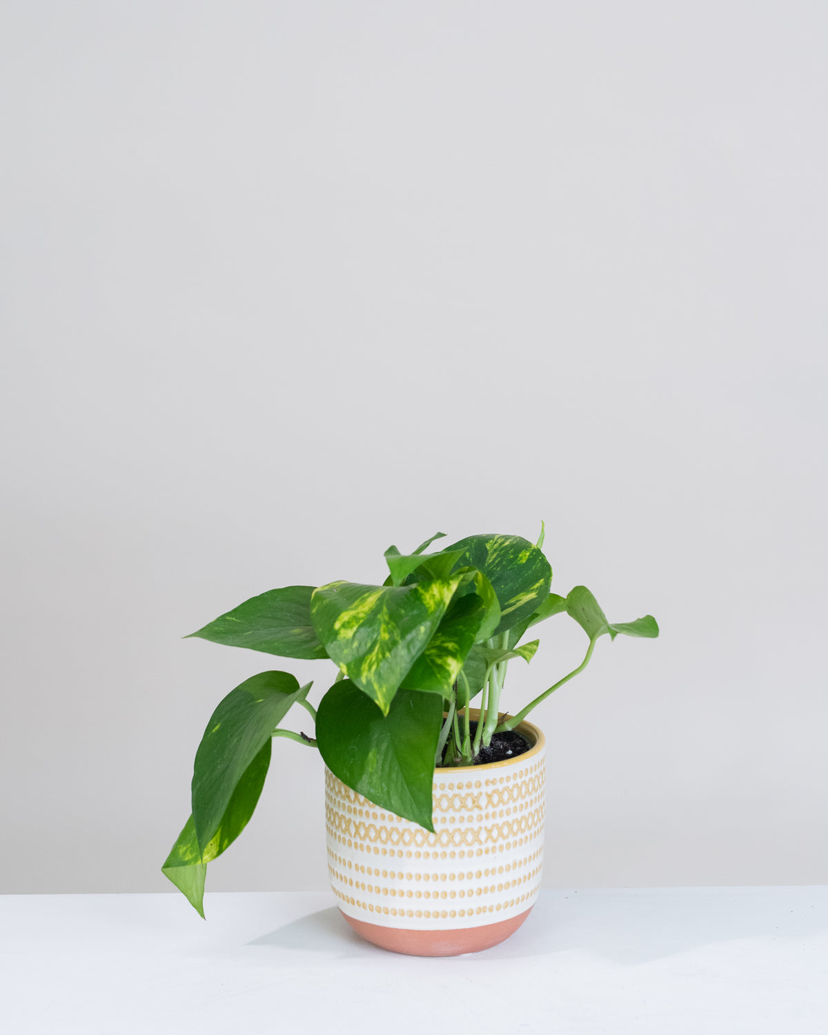 Pothos « Golden »