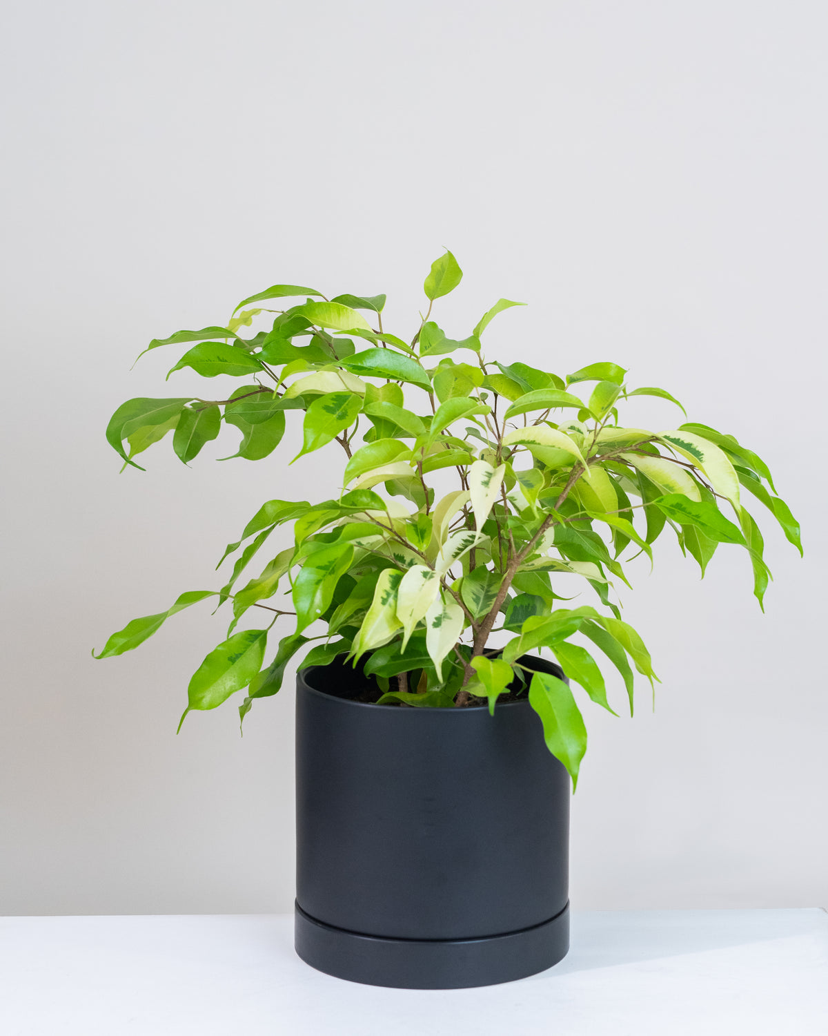 Ficus benjamina « Néon »