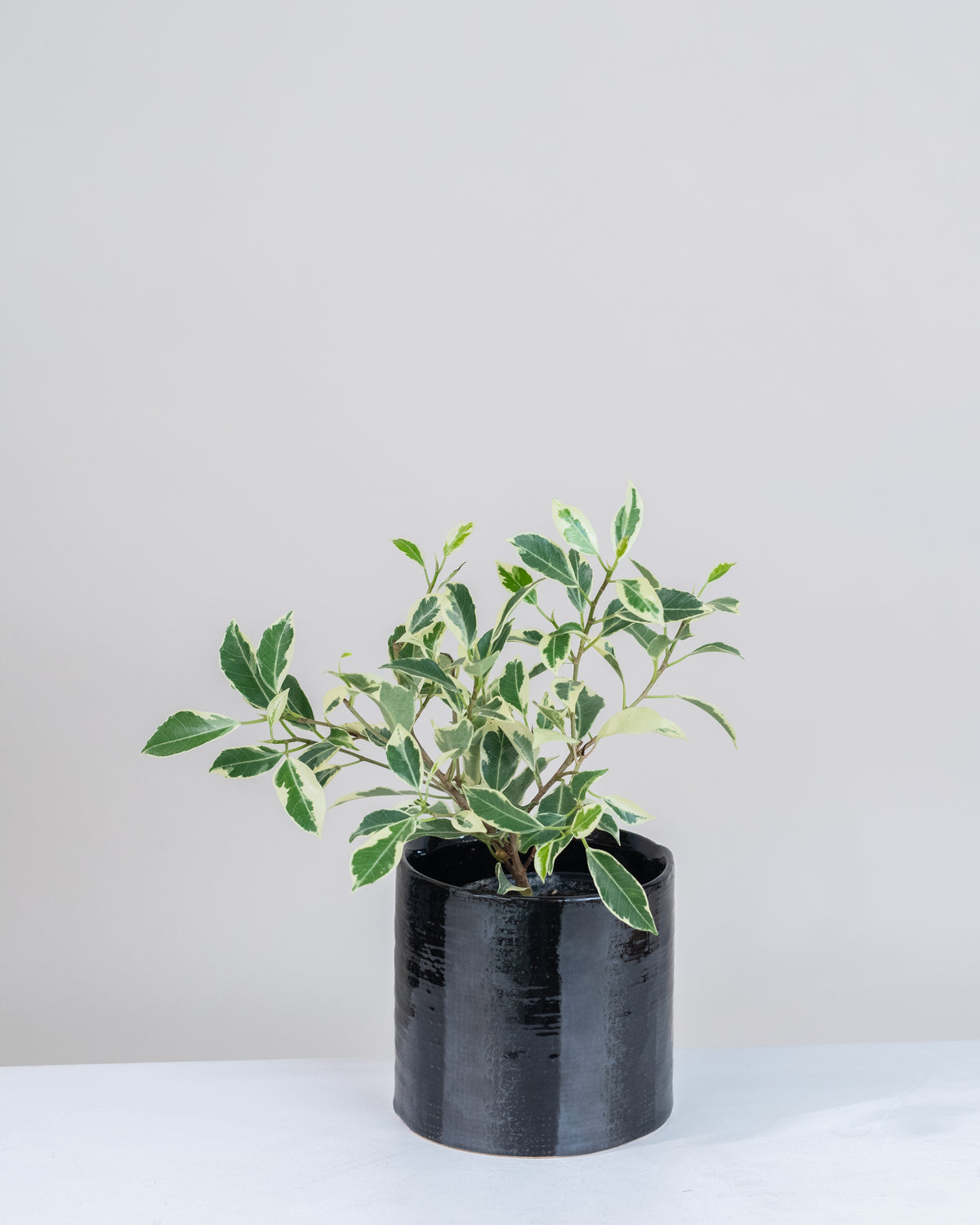 Ficus benjamina « Variegata »