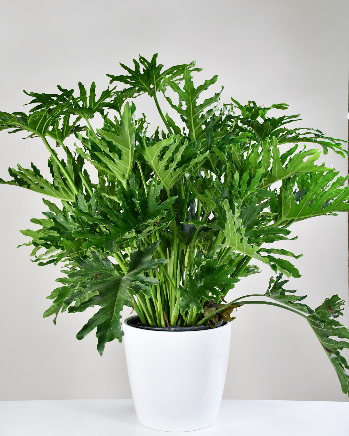 Philodendron selloum
