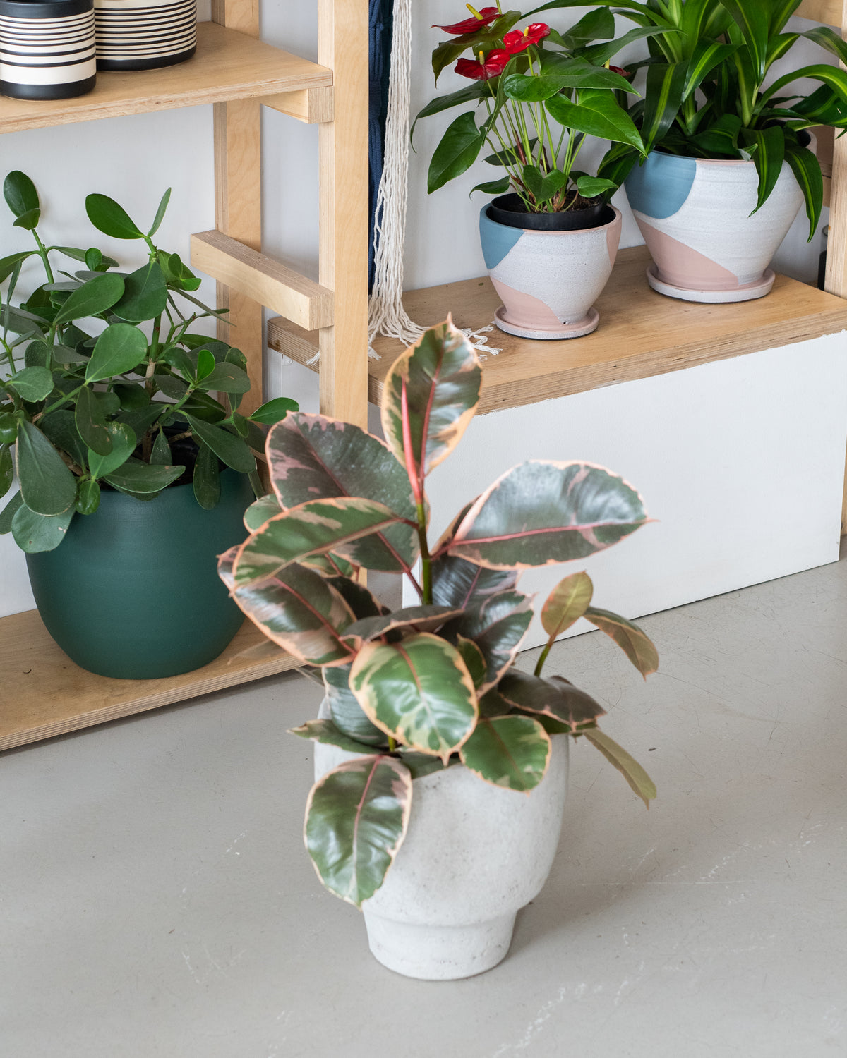 Ficus elastica « Ruby »