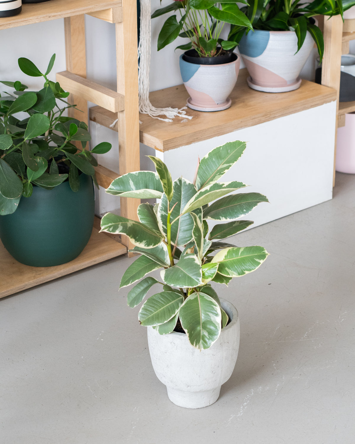 Ficus elastica « Tineke »
