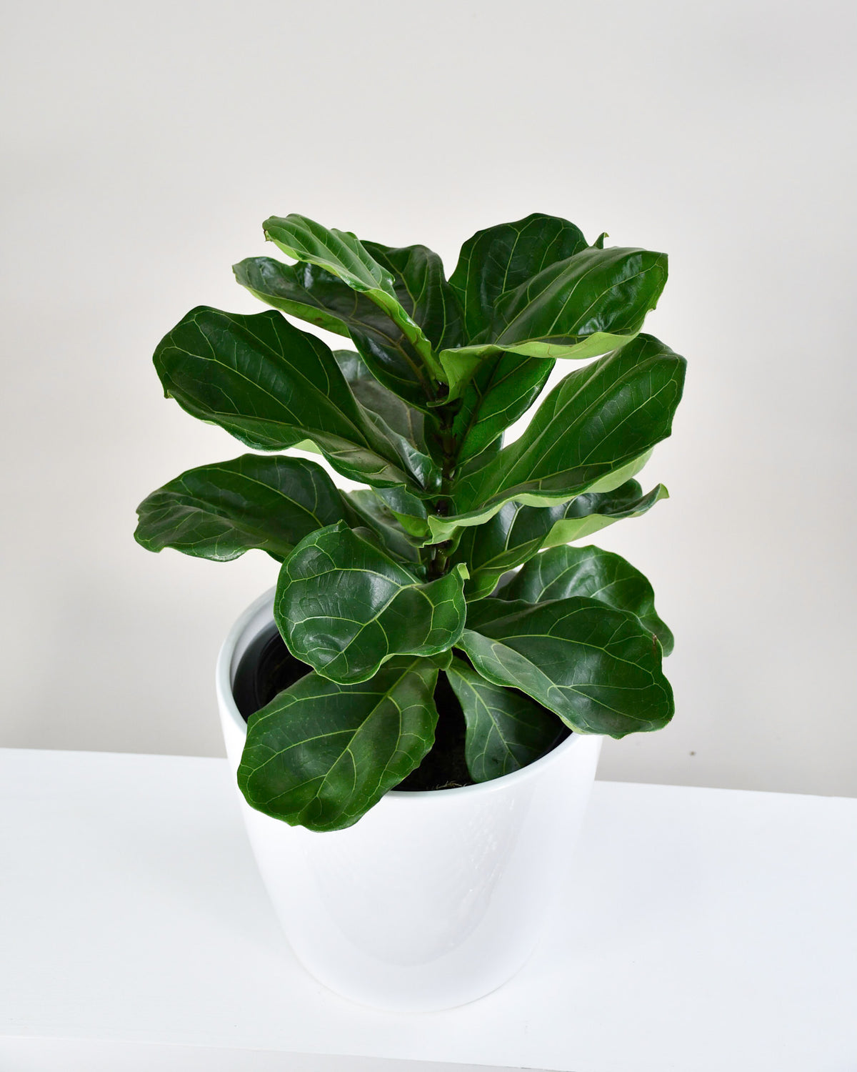 Ficus lyrata « Buisson »