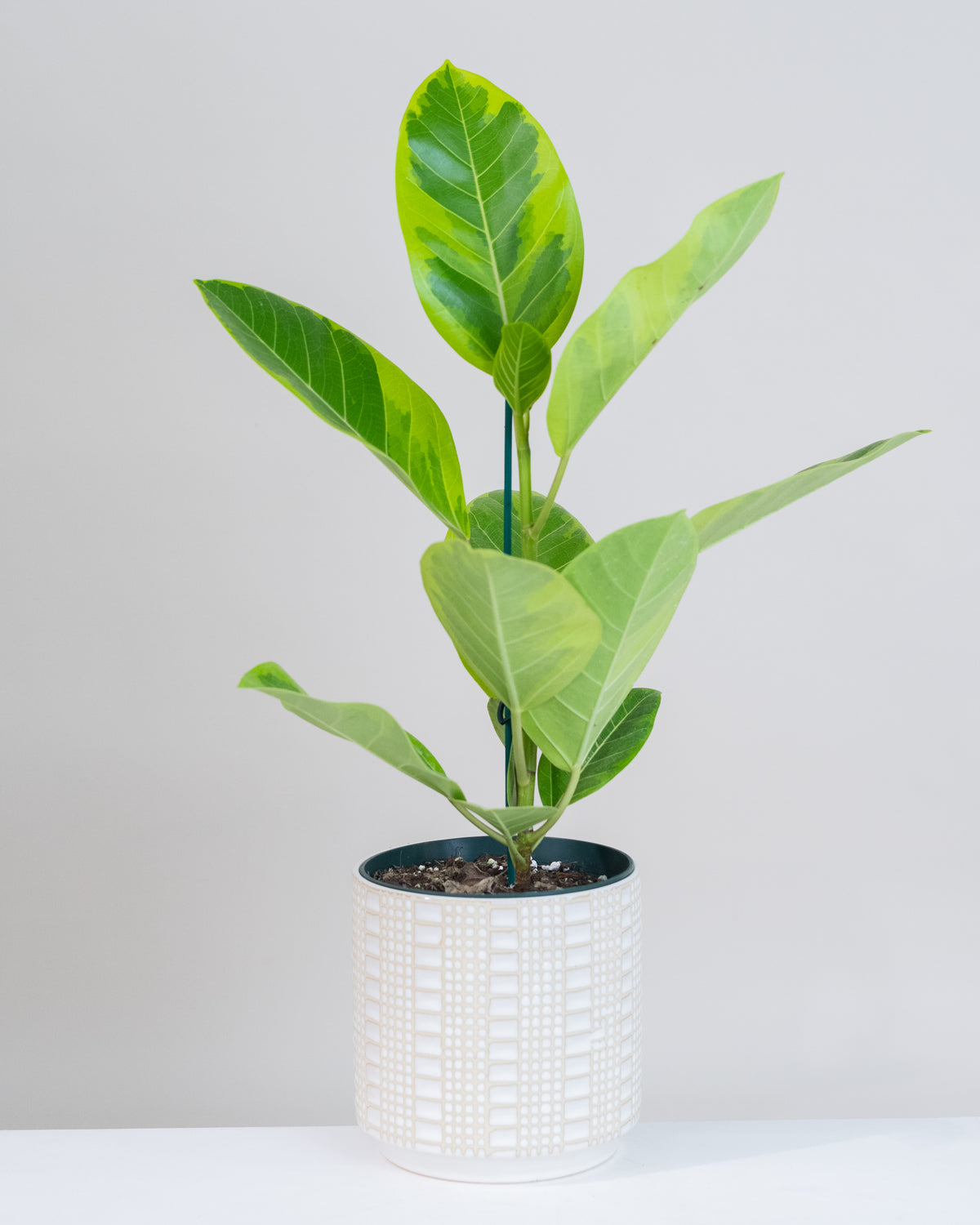 Ficus altissima « Yellow Gem »