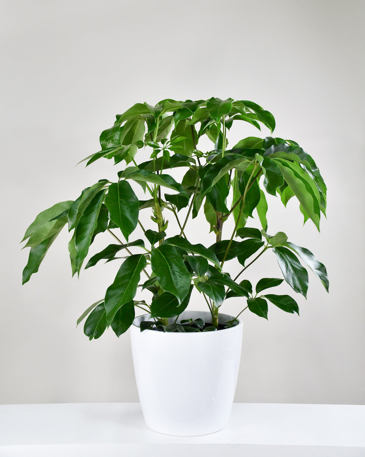 Schefflera actinophylla « Amate »